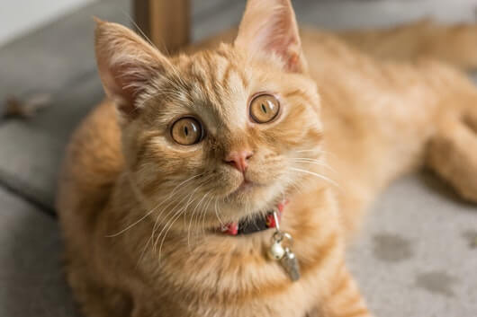 Five Common Cat Allergies: Complete Guide