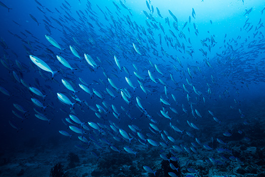 school of fish
