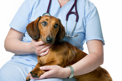 Lumps and Bumps on Dogs and Cats: When to Worry