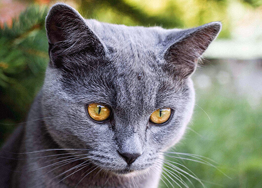 Russian Blue cat