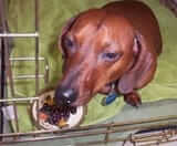 We Care Animal Rescue