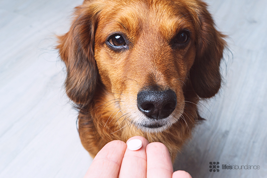 Dog Supplements: Are They Worth It? What Every Dog Owner Should Know