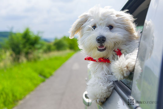 How to Take a Road Trip with Your Dog: Travel Tips and Safety
