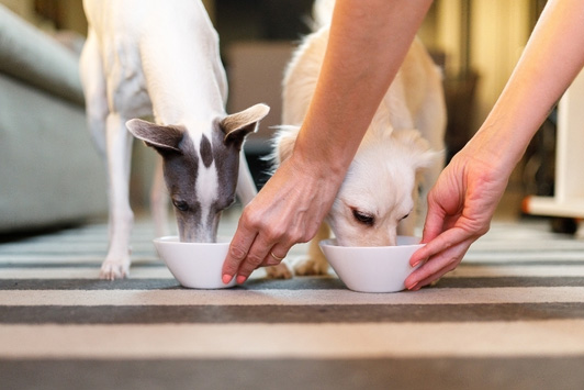 Dog Weight Management: A Complete Guide to a Healthy Weight