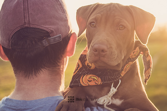 Halloween Dog Safety: Keep Your Dog Safe This Halloween