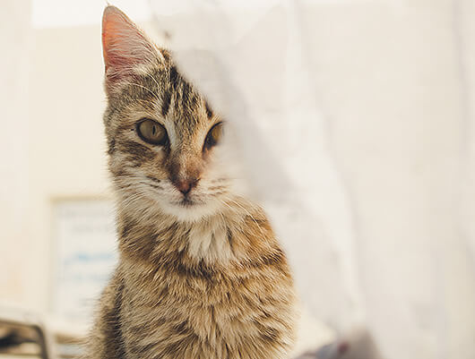 peeking-kitty
