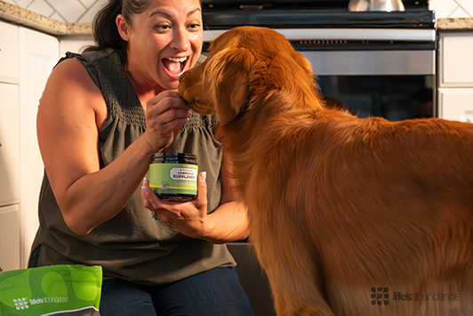 Dog Supplements: From Wellness to Companion — A Complete Guide