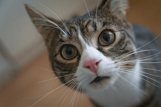 Whisker-Kitty