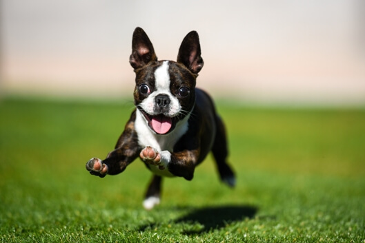 happy-frenchie