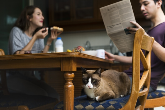 meal-time-with-kitty-lifes-abundance
