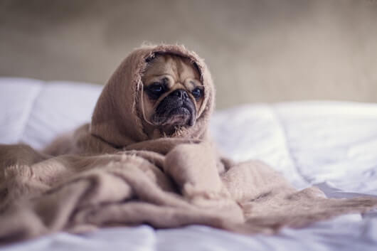 scared-pug