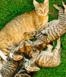 Cat with kittens
