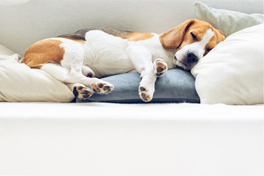 dog sleeping on side