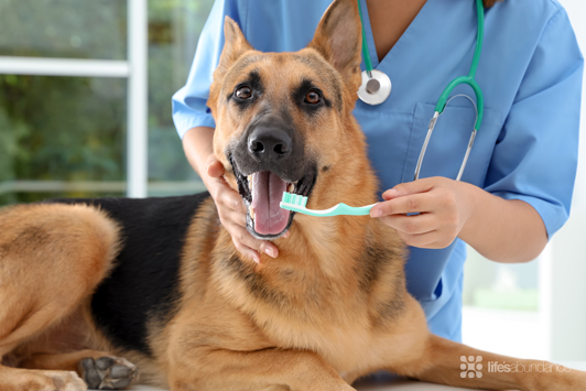 Dog and Cat Dental Cleaning: What to Expect at the Vet