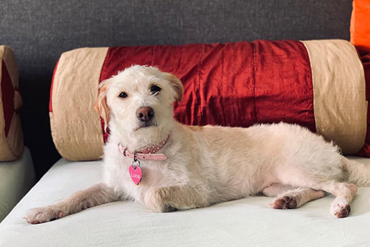 Dog Rescue Grant: CAMO Rescue Success