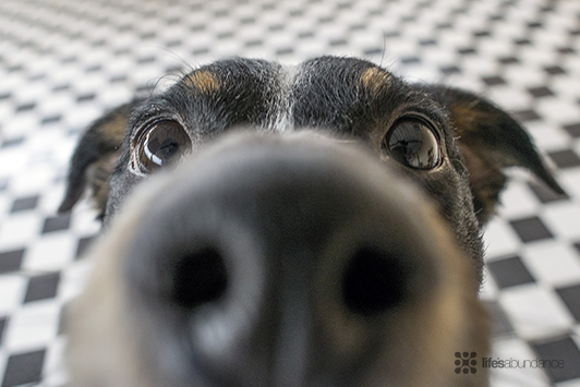 Dry Dog Nose: Myth or Health Problem?