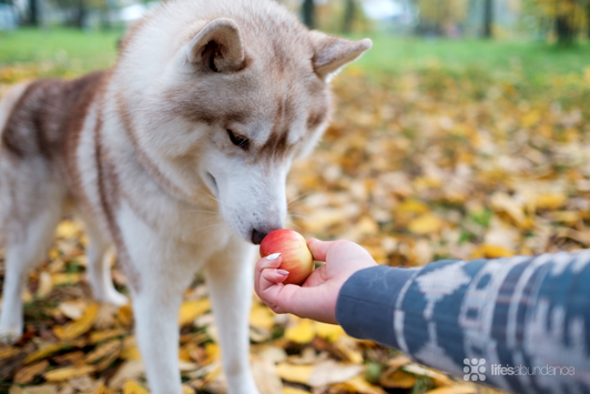 3 Benefits of Apples for Dogs: A Healthy Dog Treat