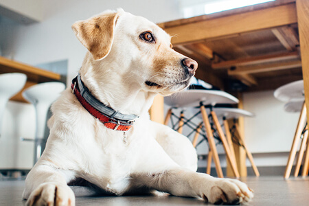 The Fascinating Complexity of Canine Memory