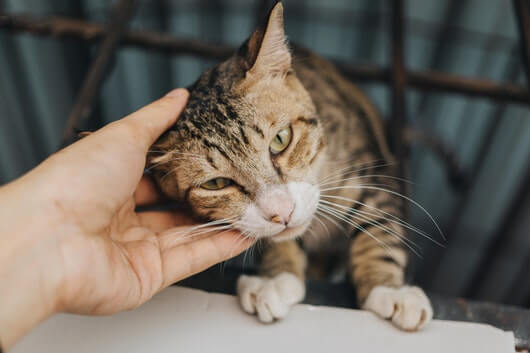 kitty-scritches