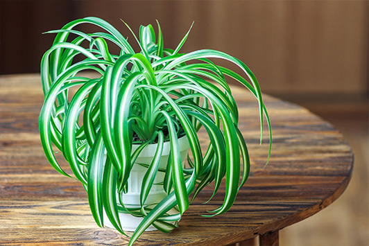 Chlorophytum