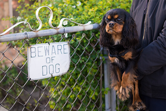 Small Dog In Front of Beware of Dog Sign