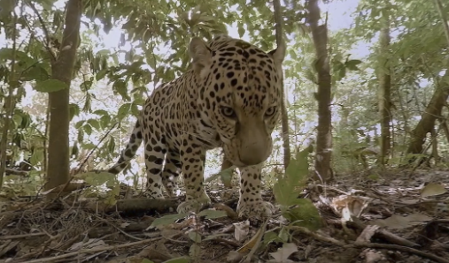 Jungle\u0020animals\u0020discovery\u0020\u0026\u00238211\u003B\u0020Wild\u0020Immersion
