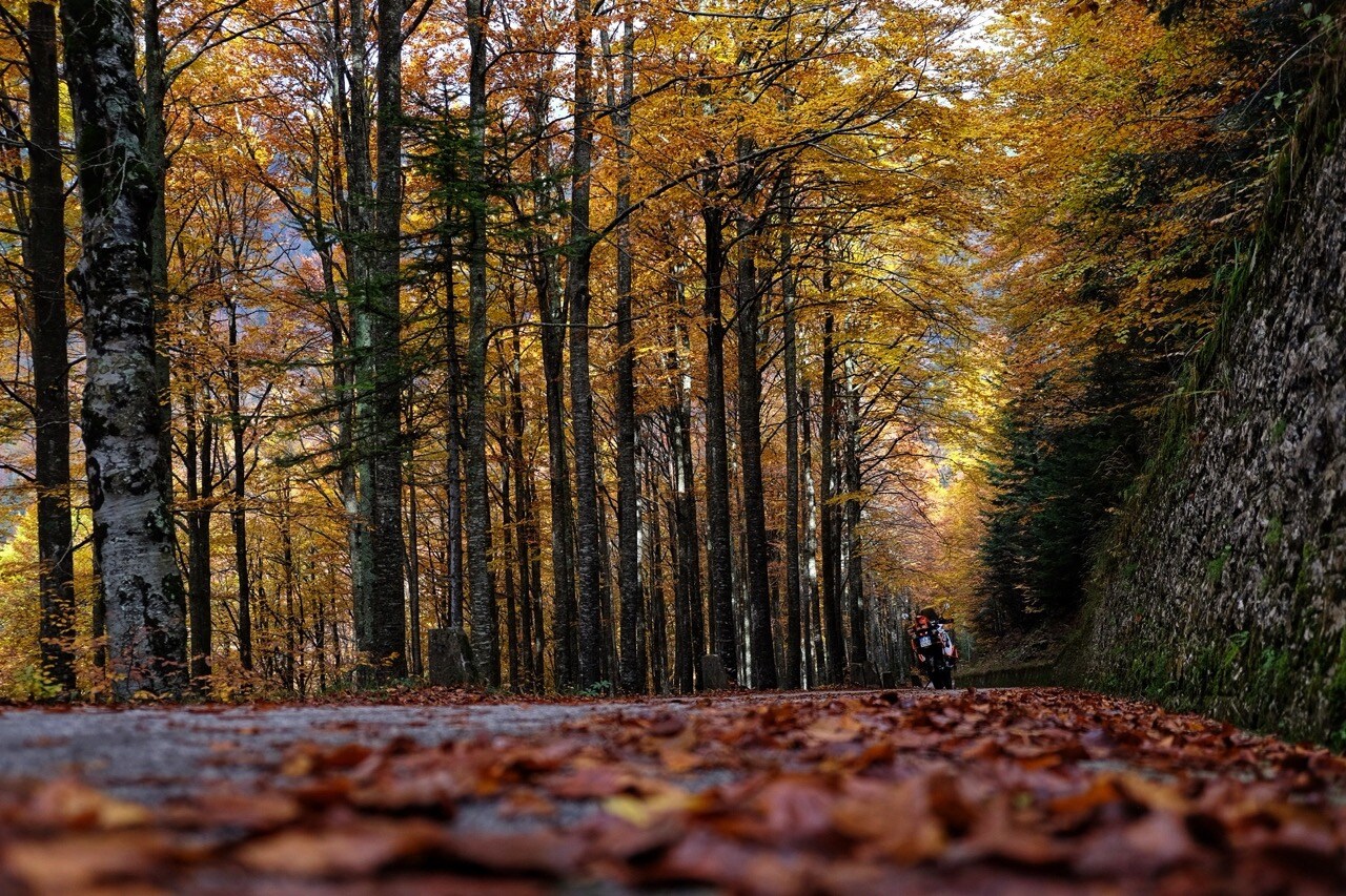 The trees lining the road form really colorful tunnels that accompany me for long stretches. 