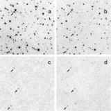 Image in this article