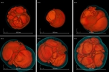 Image in this article