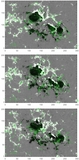 Image in this article