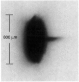 Image in this article