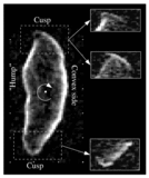 Image in this article