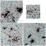 Image in this article