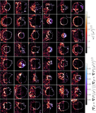 Image in this article