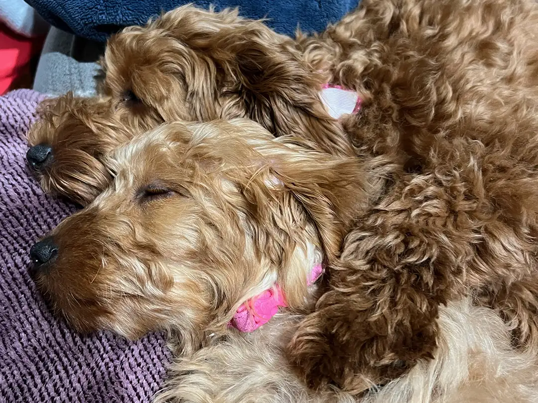 Cutest Goldendoodle
Puppy Cami Cuteness
