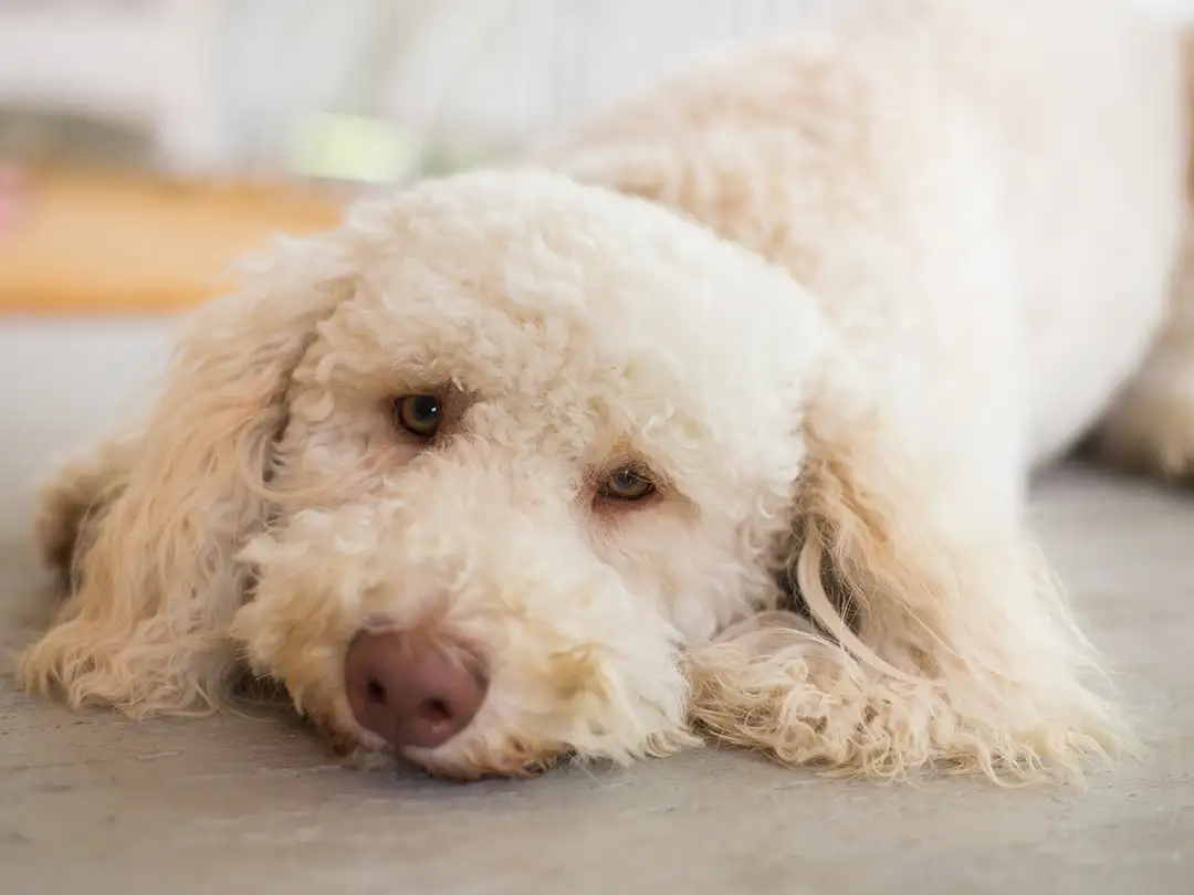 Golden Labradoodle Puppy
Floor Crush