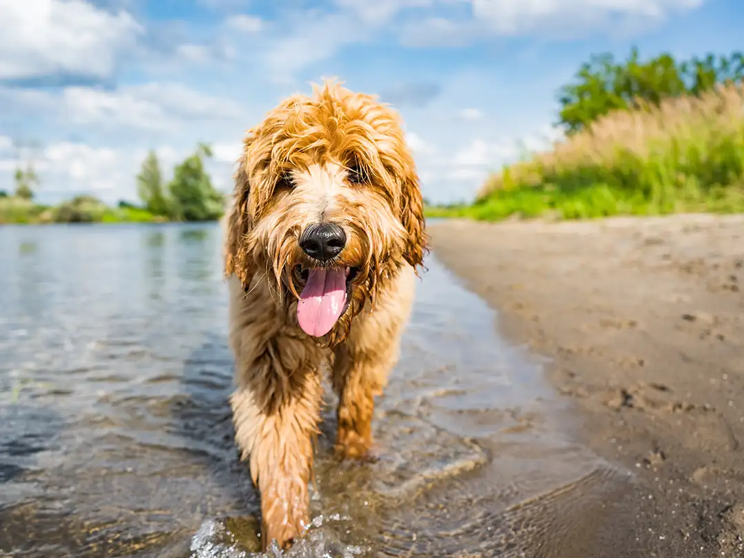 Poodle Mix Breeds Lake Time