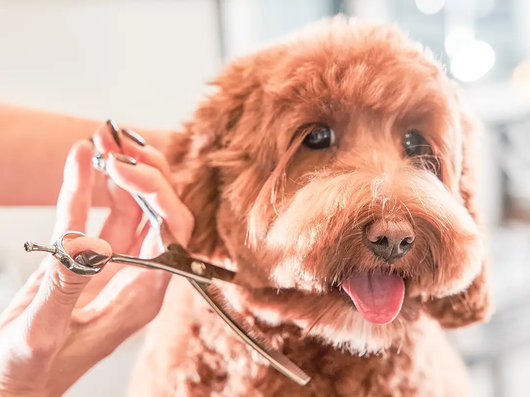 Goldendoodle Grooming with Scissors