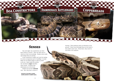 Snakes Set 1 