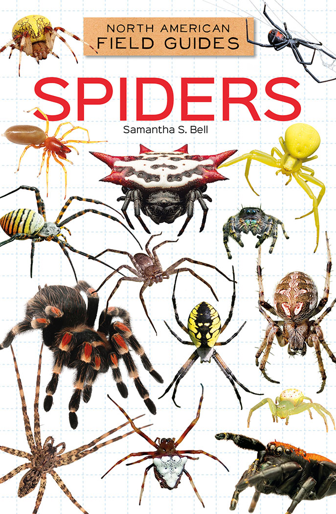 Spiders