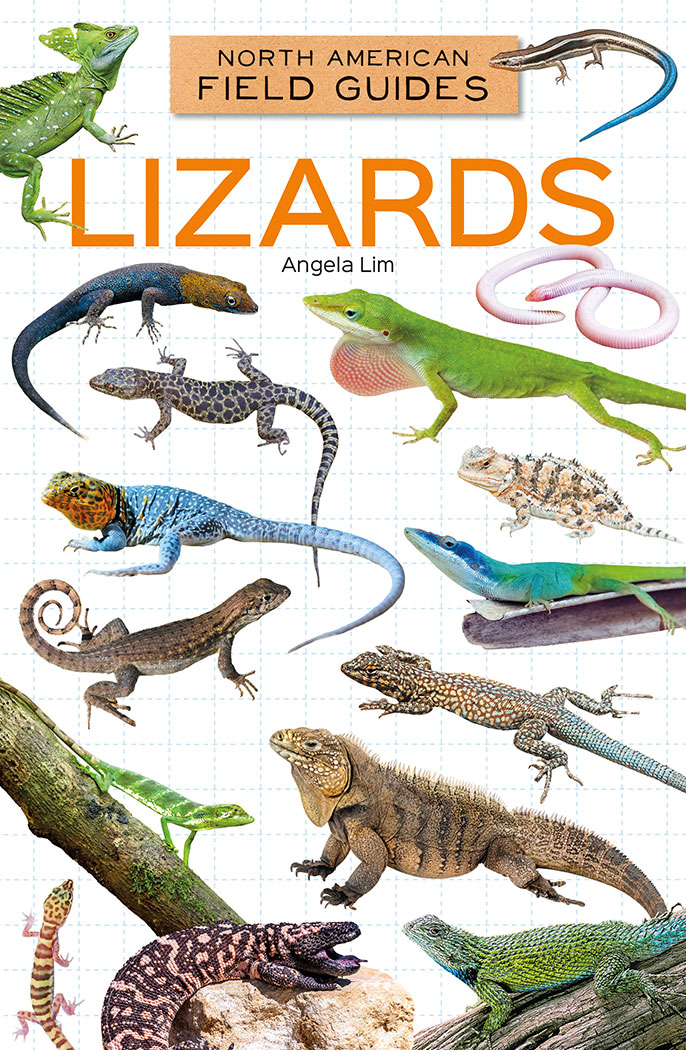Lizards