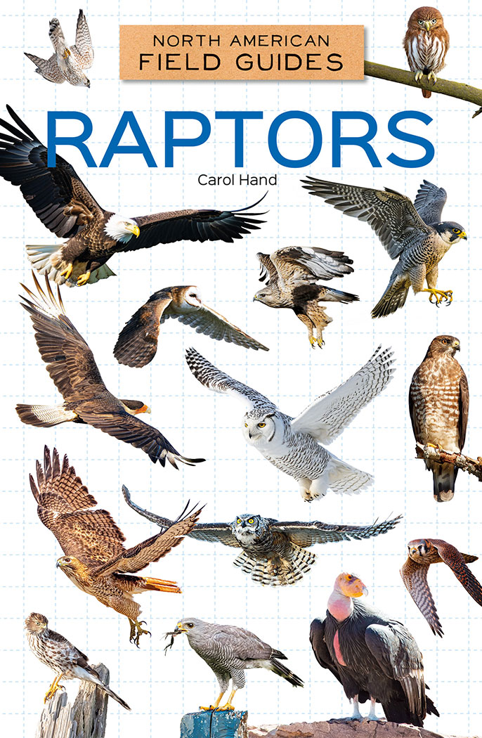 Raptors