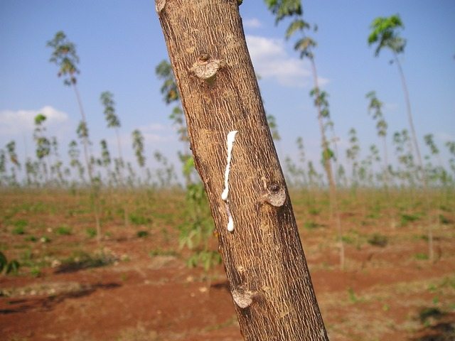 This is a rubber tree. They all lean like that; it’s fine.