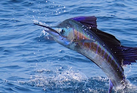 Product Bottom Fishing & Sportfishing Combo