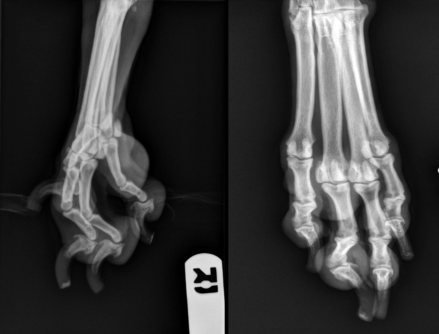 Radiology American College Of Veterinary Radiology