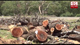 Kumbuk trees near Kataragama sacred site cut down over blockage of helicopter yard
