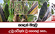කඳෙන් මතුවූ උඩු යටිකුරු වූ කෙසෙල් කැන... | Ada Derana