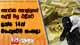 හොරණ කොල්ලයේ සල්ලි මලු එළියට - ලක්ෂ 14ක් බැංකුවේම හංගලා