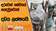 දරුවන් සේවයේ යෙදවුවොත් දඩය ලක්ෂයයි | Ada Derana