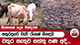 නියඟයක් දෙන ගින්දරක් අනුරපුරේ වැව් රැසක් සිඳෙයි